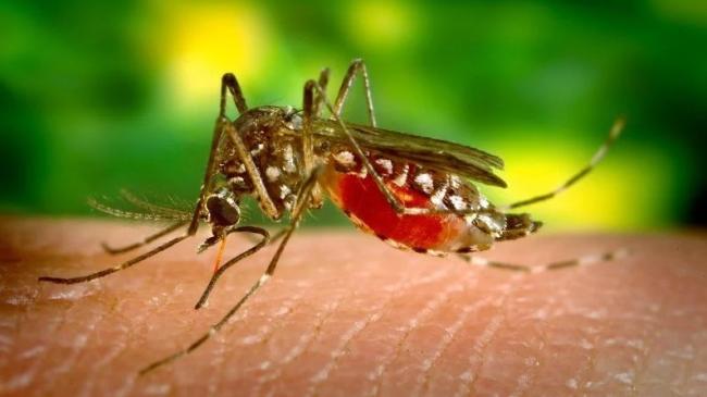 Mosquito Aedes Aegypti, principal agente transmisor de dengue y chikungunya.