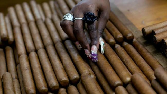 Proceso de selección en una fábrica de tabacos en Cuba.