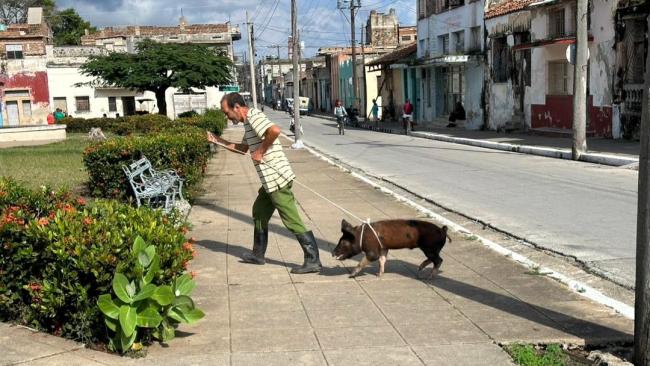 Un hombre traslada a un cerdo en la ciudad de Camagüey.