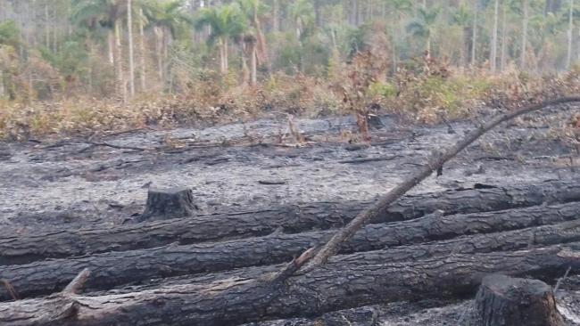 Bosque quemado en Pinar del Río.