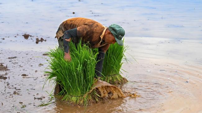 Un trabajador agrícola en Cuba.