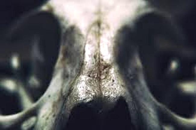 Cabeza de animal.