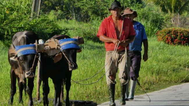 Campesinos cubanos.