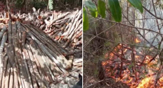Leña cortada para carbón y un fuego forestal.