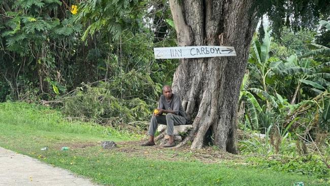 Un hombre bajo un árbol en La Habana.