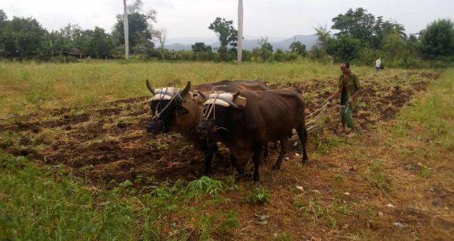 Un campesino cubano arando la tierra.