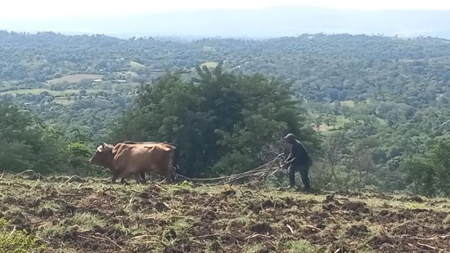 Un agricultor ara la tierra con bueyes en Guantánamo.