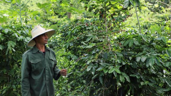 Un productor de café cubano en Guisa, Granma.