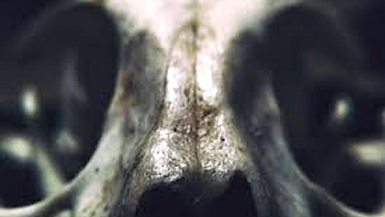 Cabeza de animal.
