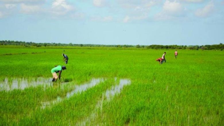 Un campo de arroz en Cuba.