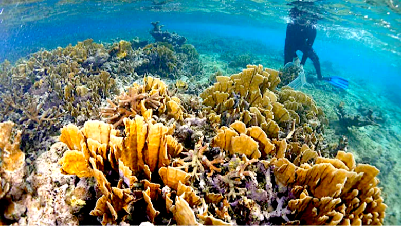 Arrecife coralino en los mares de Cuba.