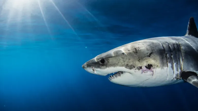 Tiburón blanco.