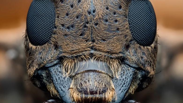 Escarabajo de cuernos largos.