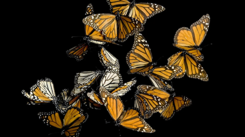 Mariposas monarca.