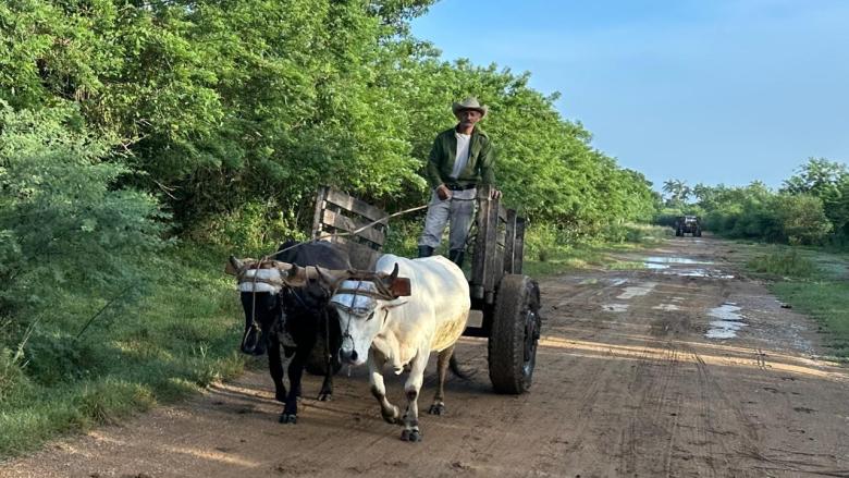 Un campesino con sus bueyes en Camagüey.