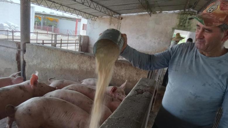 Alimentación de los cerdos en Cría Lindero. 